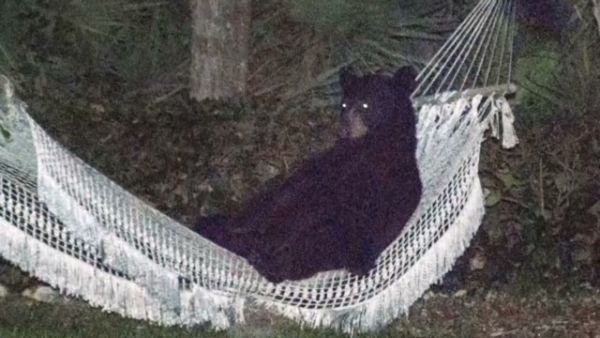 【米国】クマが庭のハンモックでリラックス