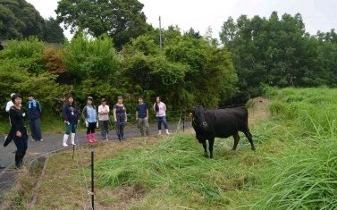 放牧牛が“草刈り”、耕作放棄地に強力助っ人