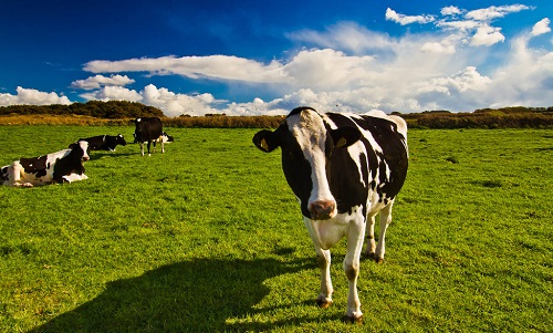 牛肉生産の環境負荷、鶏や豚を大幅に上回る
