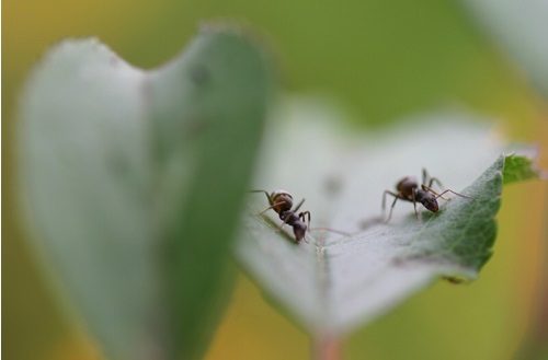 蟻が絶滅して困ることってある？