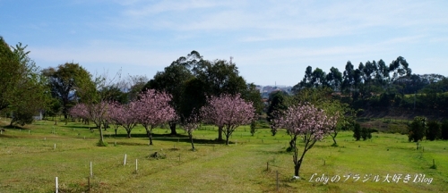 1季節外れの桜