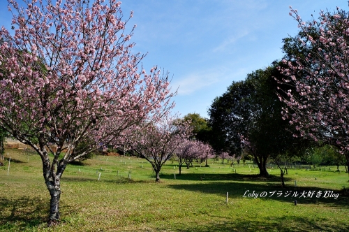 1季節外れの桜4