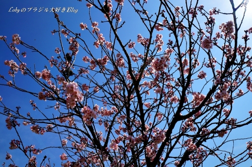 1季節外れの桜3
