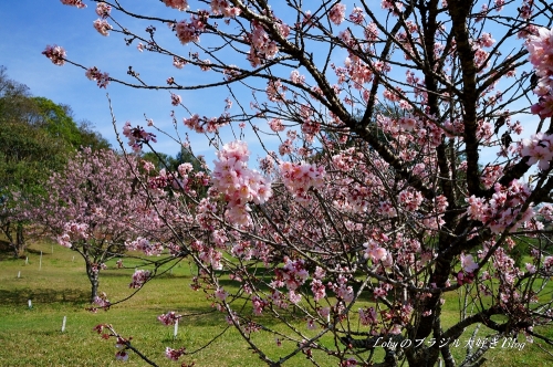 1季節外れの桜2