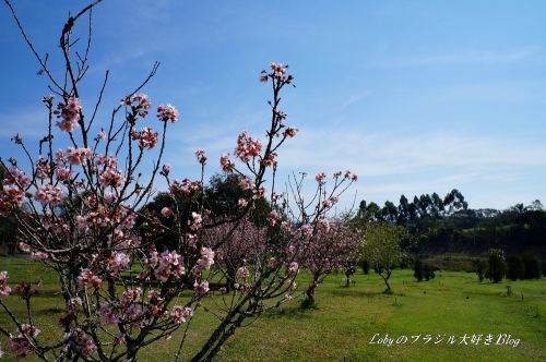 1季節外れの桜1