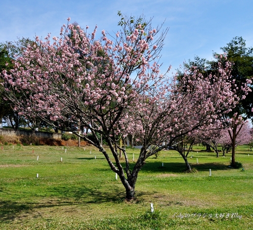 1季節外れの桜6