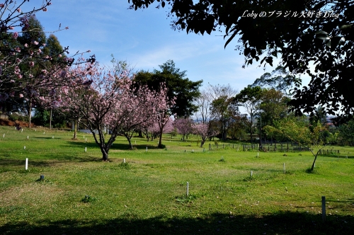 1季節外れの桜5