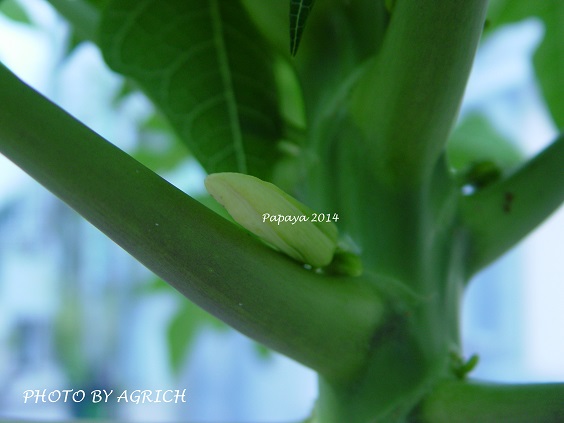 papaya2014-1