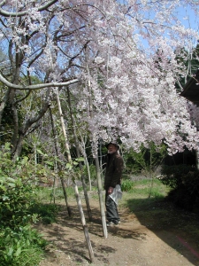 2014桜1