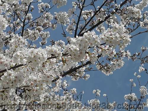 桜といえばソメイヨシノ