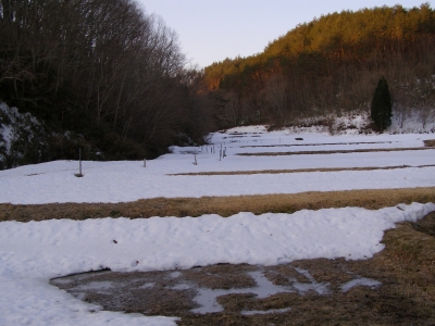 雪の田んぼ