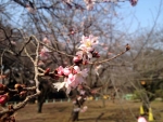 新宿御苑の十月桜