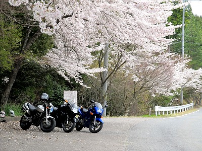 帰り道の桜3