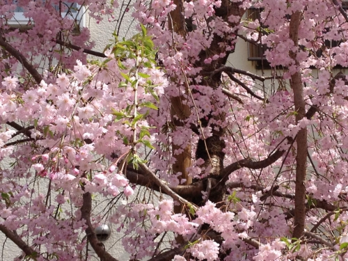 東中里公園の桜