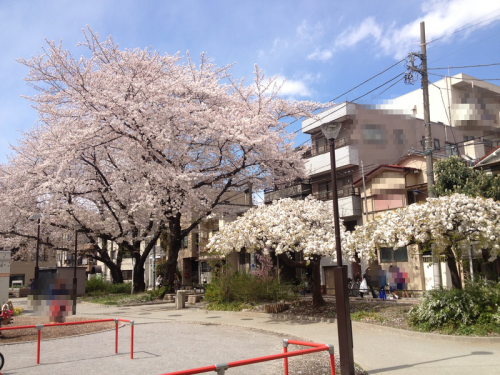 東中里公園の桜