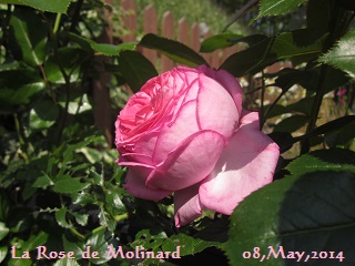 バラとお庭と子育てと！ ベンチ付きアーチに誘引しているラ・ローズ・ド・モリナールの開花♪