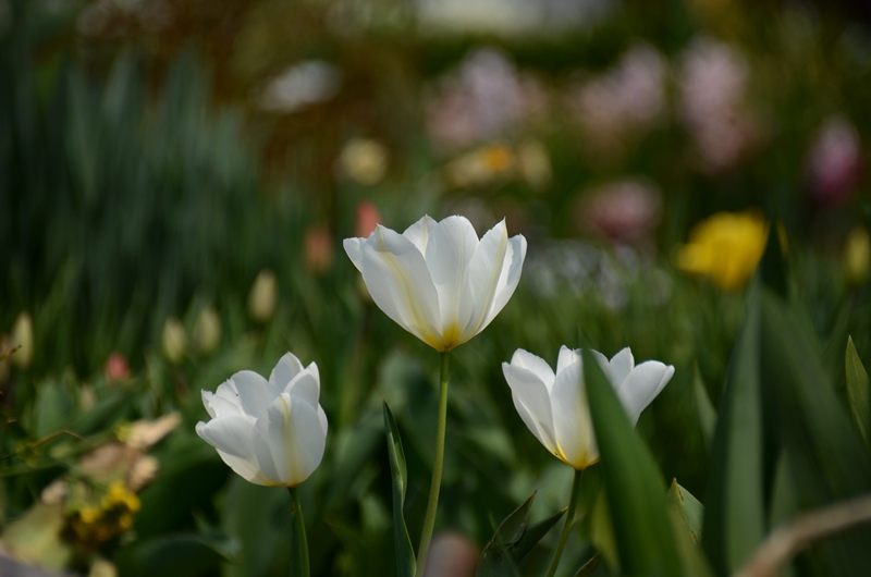20140409 tulip