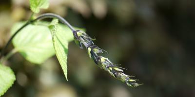 Salvia gualanitica