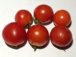 トマト140902