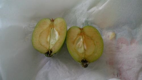 摘果リンゴカット