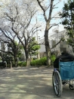 park_sakura003