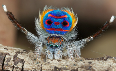 peacock-spider.jpg