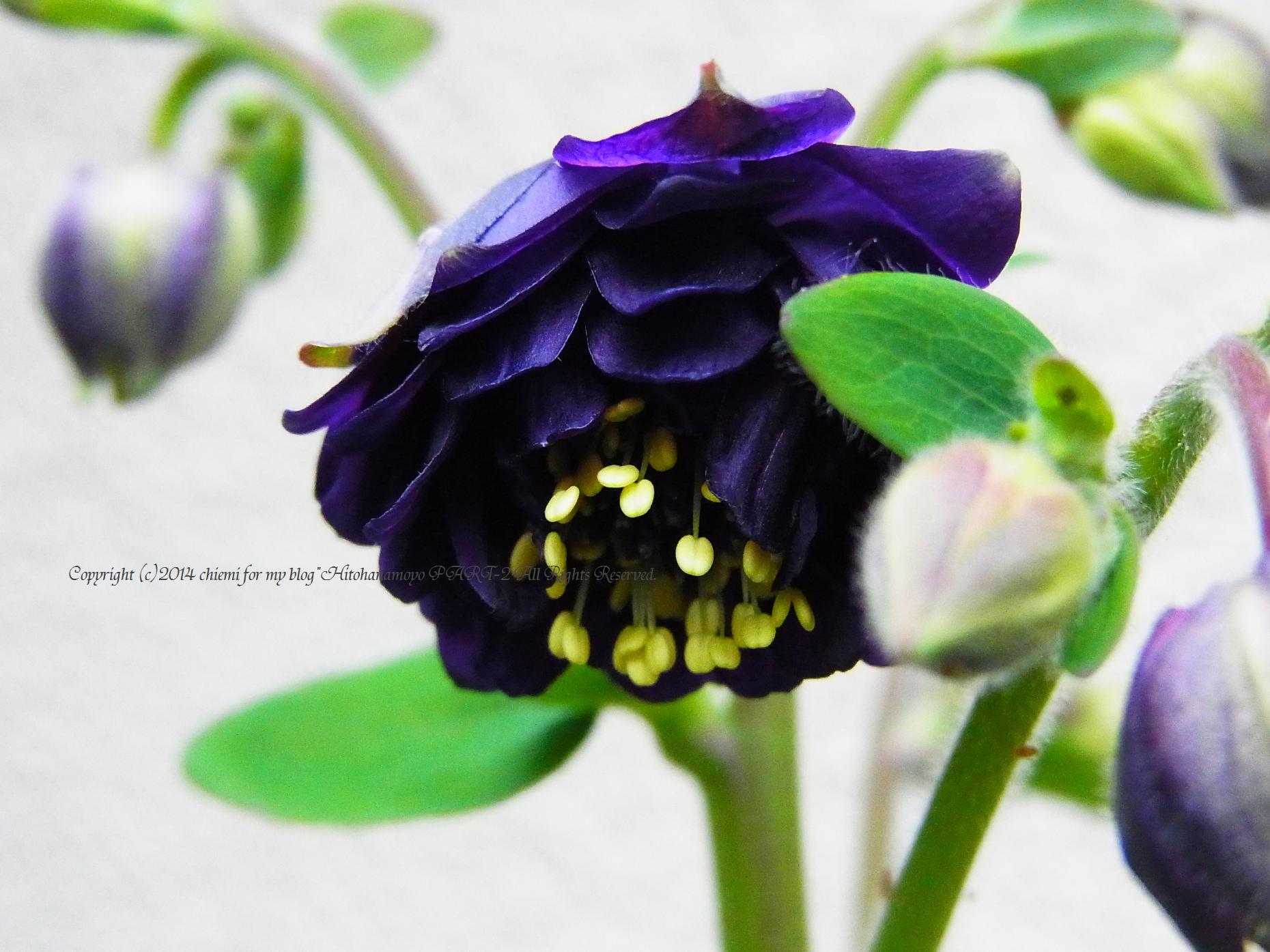 オダマキ ブラックバロー アキレギア 黒色の花