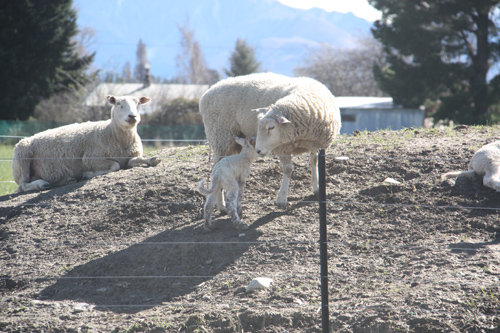 羊の国のラブラドール絵日記シニア!!「子羊の季節」7