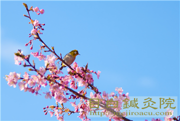 20140223河津桜の写真２
