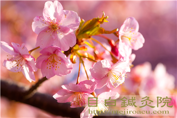 20140223河津桜の写真５