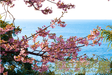20140223河津桜の写真３