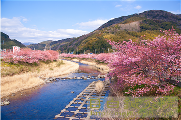 20140223河津桜の写真４