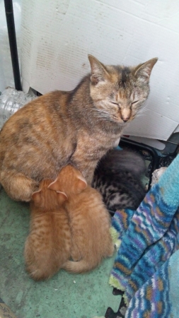乳を飲む仔猫と母猫