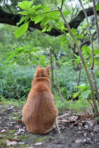 Cat From Behind